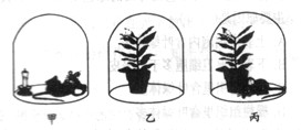 初一生物上册《光合作用》同步测试题