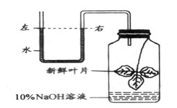 初一生物知识点,七年级生物测试题,初一生物同步训练