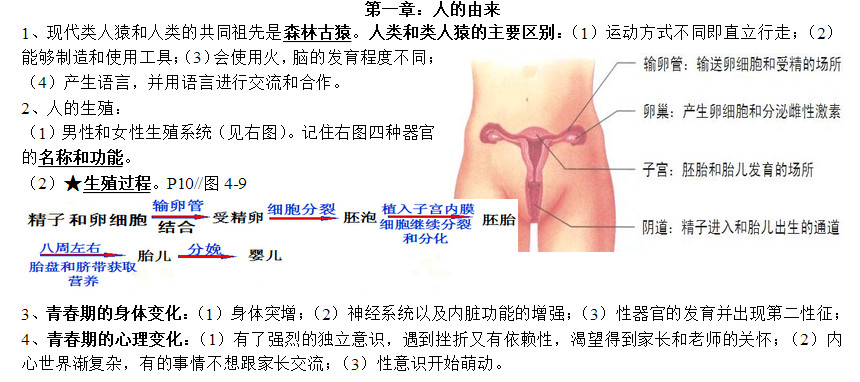 七年级生物下册知识点整理：第一章 人的由来（人教版）