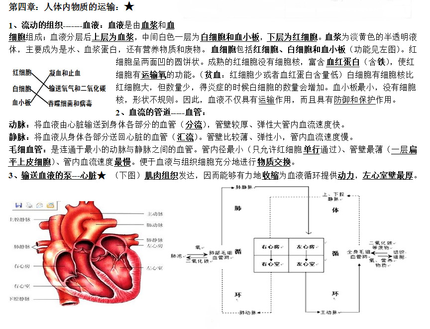 七年级生物下册知识点整理：第四章 人体内物质的运输（人教版）