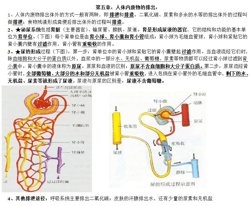 七年级生物下册知识点整理：第五章 人体内废物的排出（人教版）