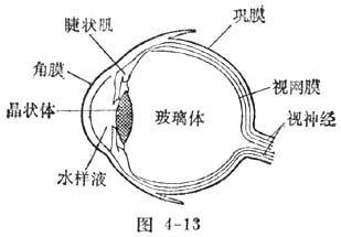 中学生物理小常识：活照相机