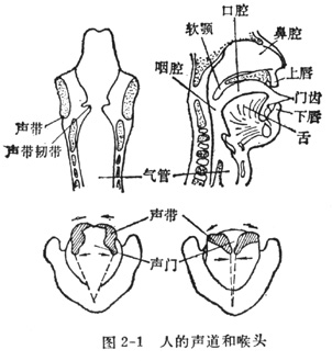 中学生物理小常识：人的发声