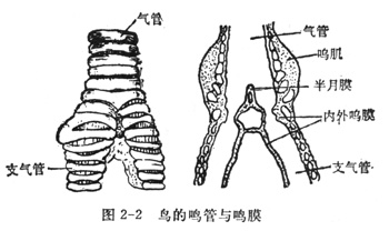 中学生物理小常识：鸟的发声