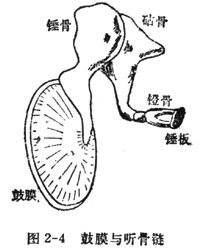 中学生物理小常识：人耳听声的过程