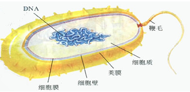 初二生物知识点,八年级生物测试题,初二生物同步训练