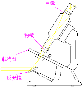 初二物理知识点汇总:放大镜_初中学习网-人民教育出版